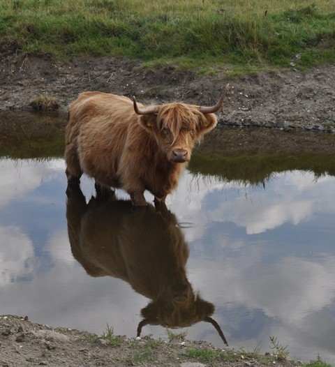 Highlander