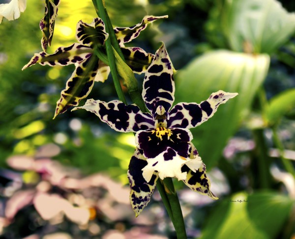 Orchid Study