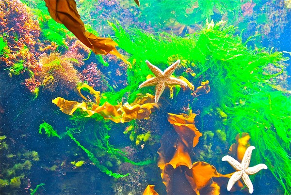 Underwater Tropical Sea Life 