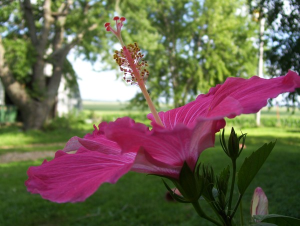 Hibiscus 2