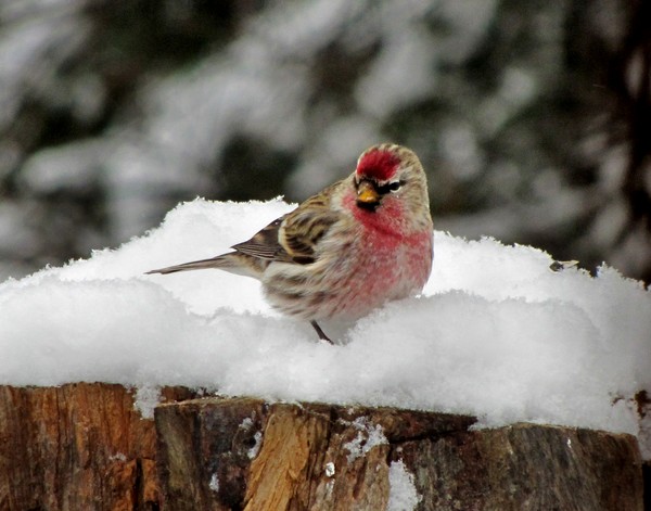 Redpoll eating snow!