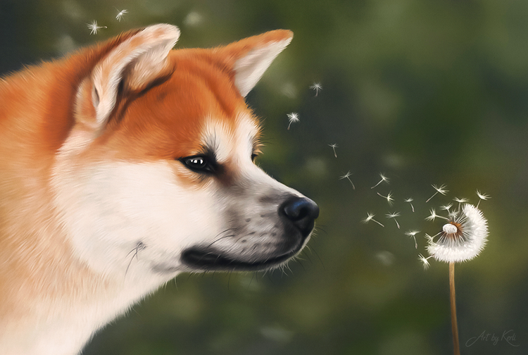 Chasing Wishes