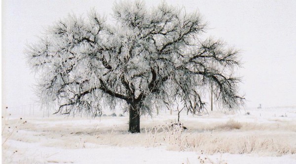Icy tree