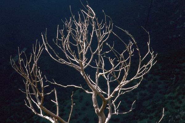 mtn tree 3