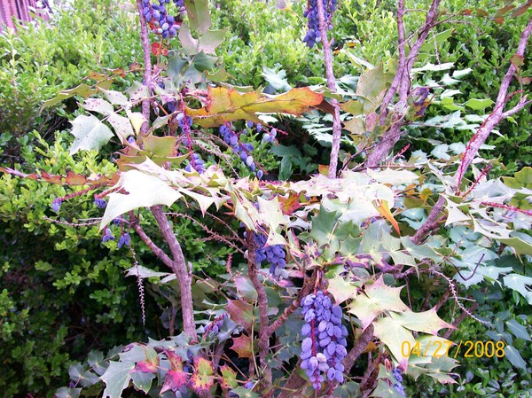 wild grapes