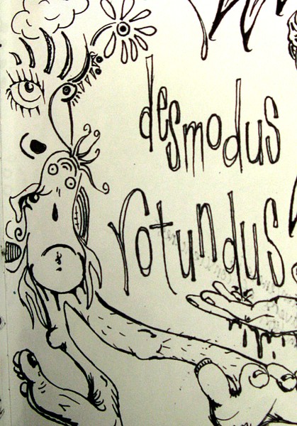 Desmodus Rotundus