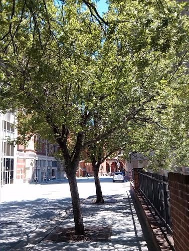 Trees and Their Shadows