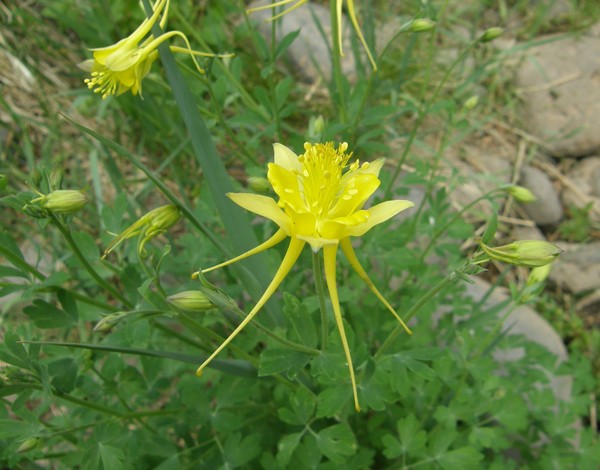 Dancing Flower