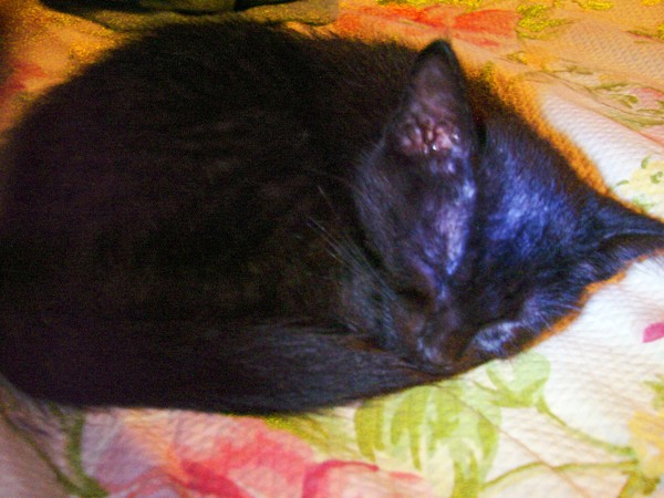 newest member of the family,Spook