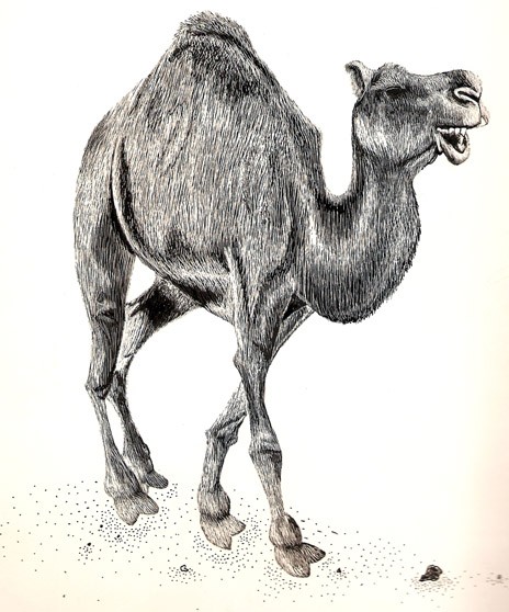 The Happy Camel