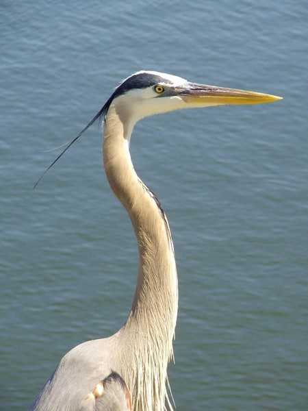 Heron