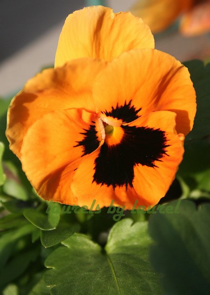 Yellow and Black Pansy
