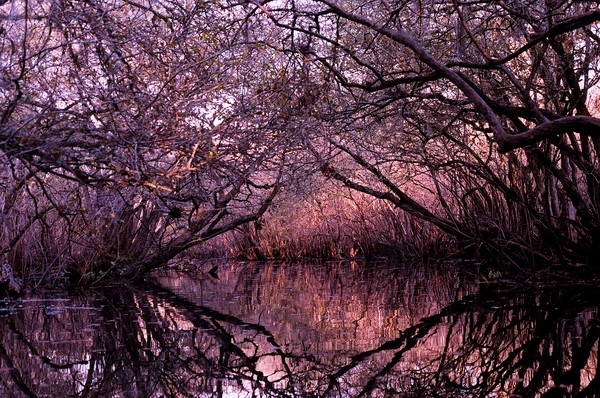 Red Symmetry