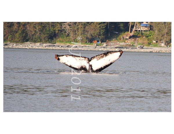 Humpback Whale Tails