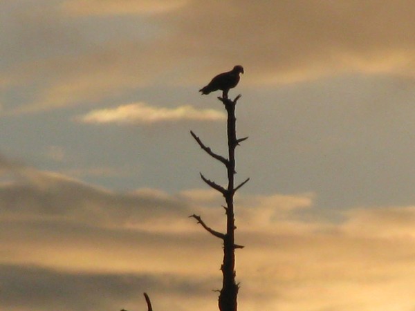 Eagle and sunset