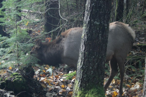 Elk