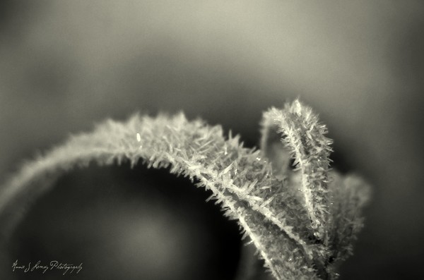 Frosted in Black
