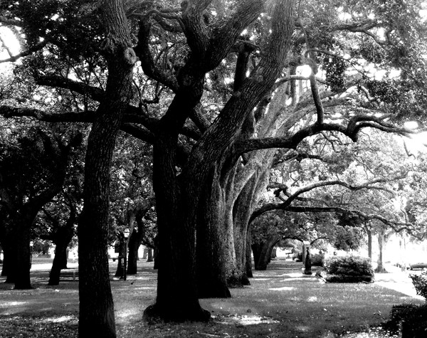 Tree Line