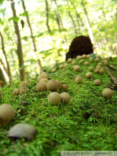 mushrooms