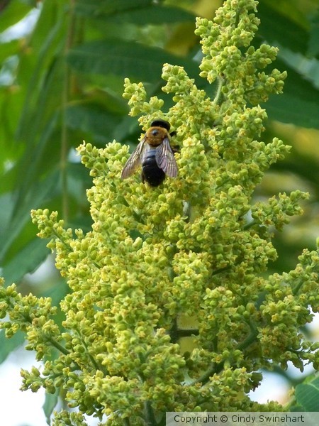 Bee on the Sumac