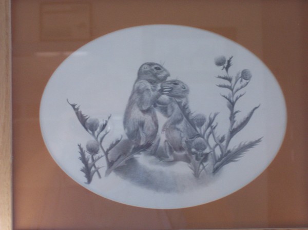 Prairie Dogs