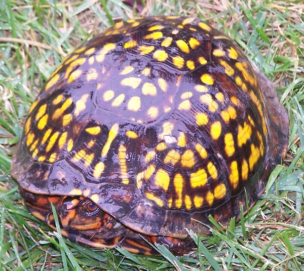 Eastern Box Turtle