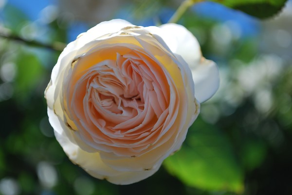 Apricot Delight