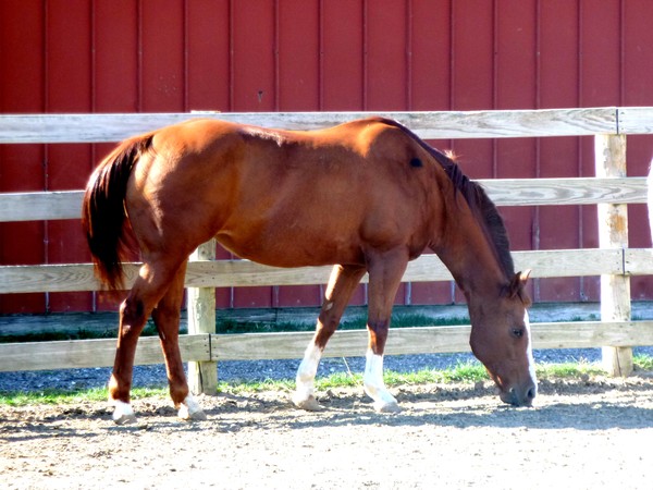In The Corral