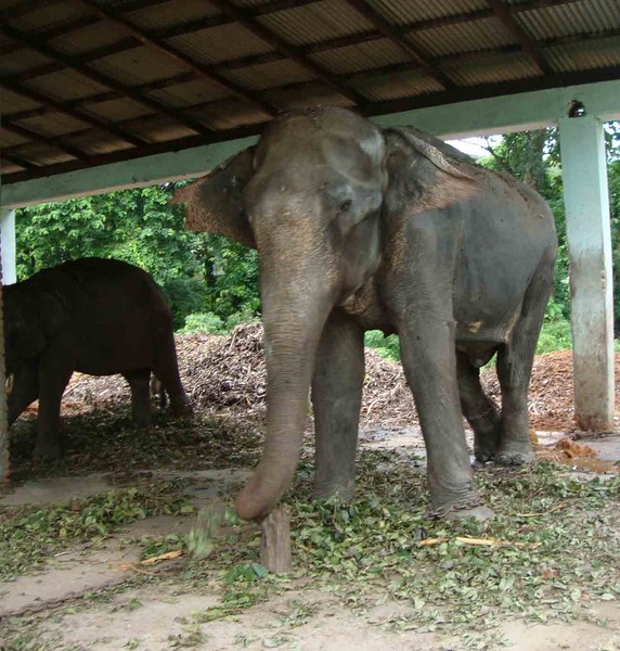 dudhwa elephant SHERA 