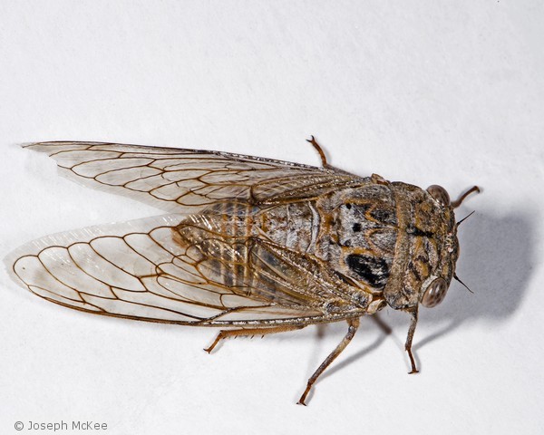 Cicada on White