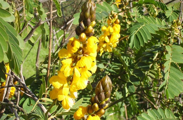 Flor