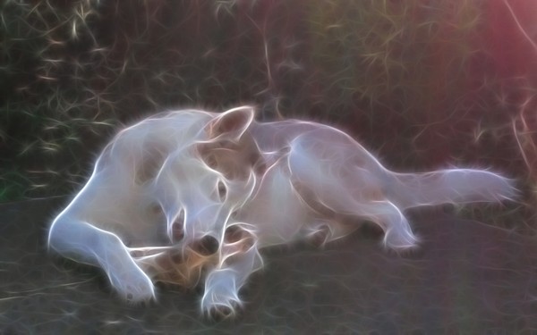 The Husky and the Bone