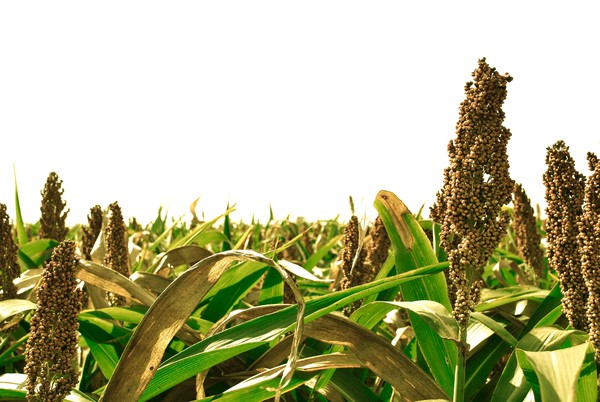 july corn