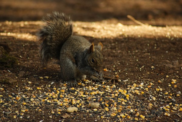 Having A Feast