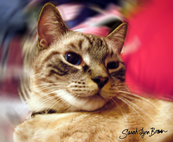 What is it with Siamese