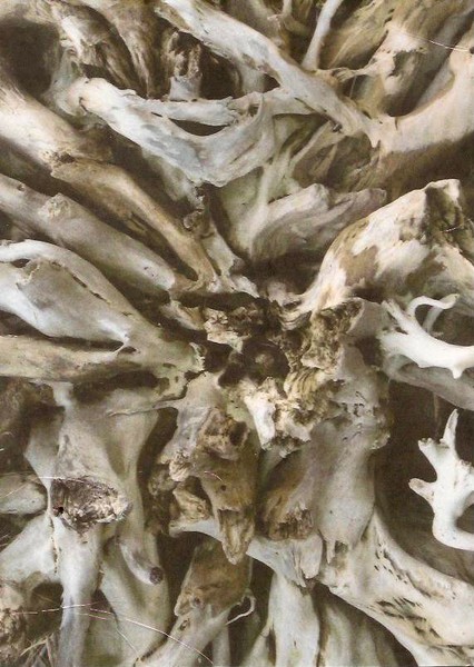 Driftwood