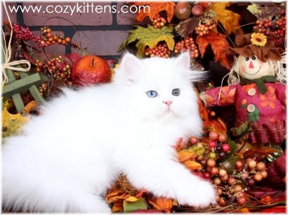 Cozy Kittens & Sue Johnson - www.cozykittens.com