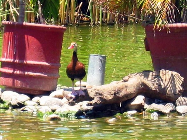 Ducky