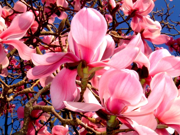magnolia