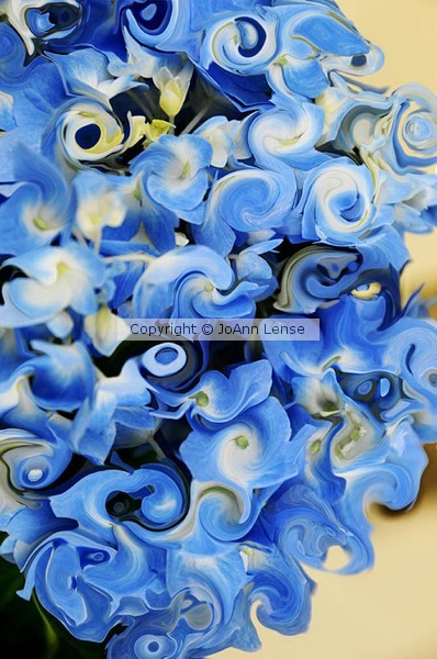 Hydrangea #1