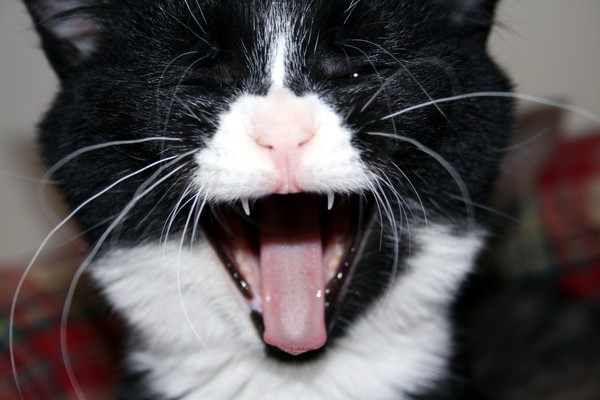 Yawning Kitten