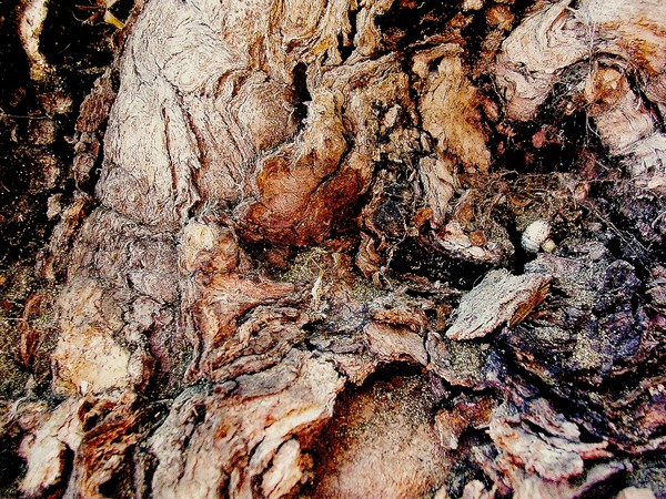 Ancient wood drifting on shore