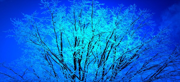 Ice Blue Tree 