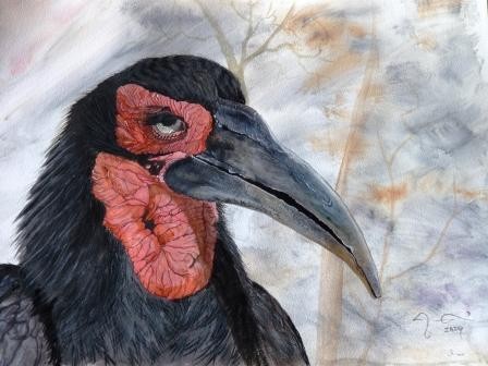 Ground Hornbill