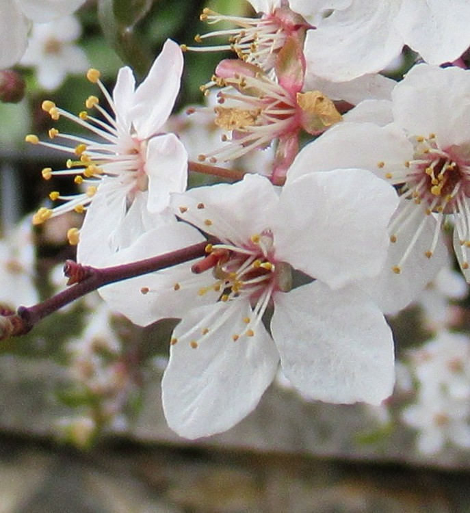 BLOSSOMING TREE