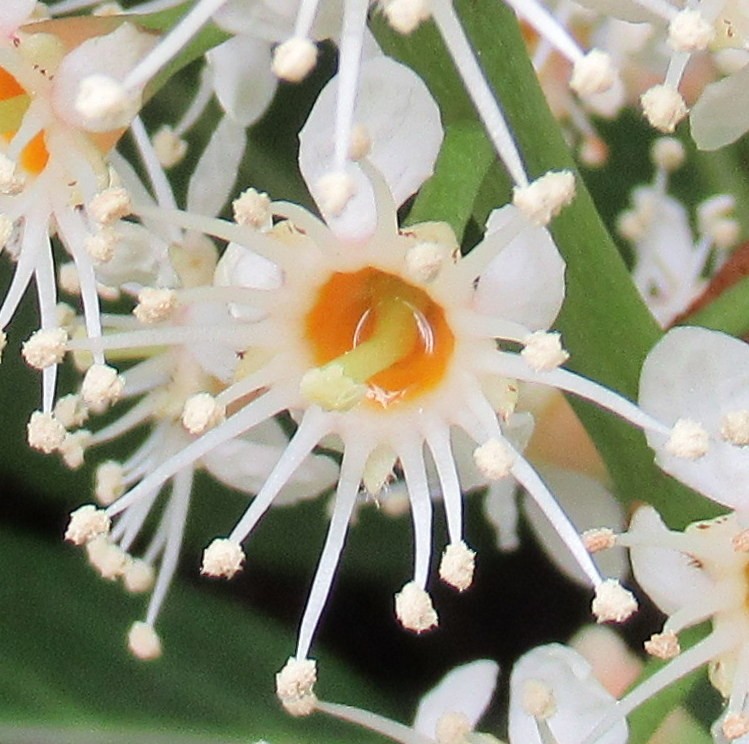 MACRO PRUNUS LUSITANICA