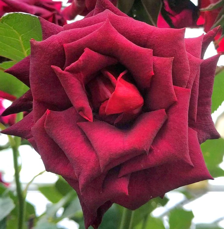 ROSE FESTIVAL 2108 N° 14