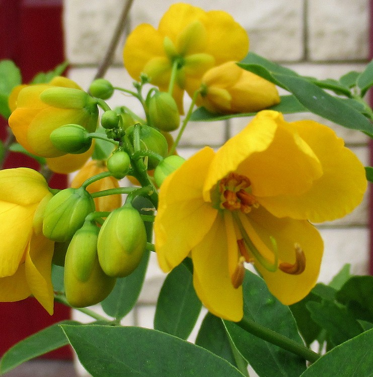 YELLOW BEAUTIES