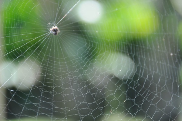 web