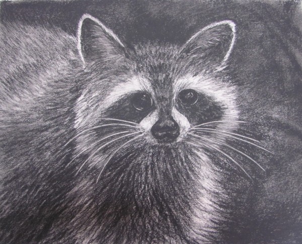 Raccoon charcoal